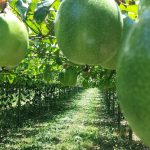 Safra de maracujá pode chegar a 700 mil toneladas no ano. Sucesso da produção depende da estrutura eficiente do cultivo