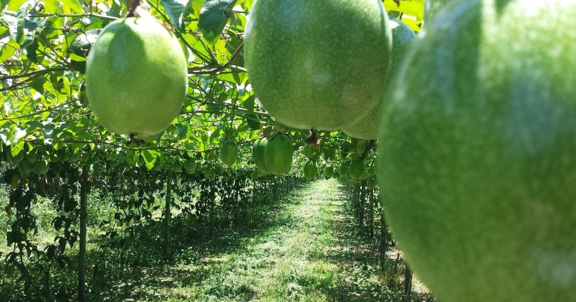 Safra de maracujá pode chegar a 700 mil toneladas no ano. Sucesso da produção depende da estrutura eficiente do cultivo