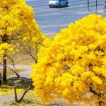 Um espetáculo amarelo: os ipês invadem a cidade! 💛