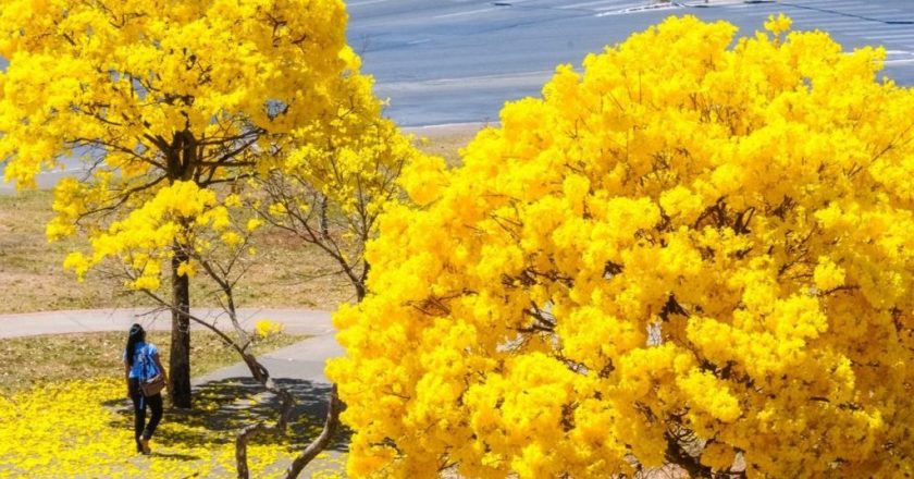 Um espetáculo amarelo: os ipês invadem a cidade! 💛