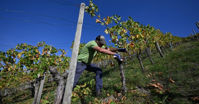 França enfrenta recorde de calor e temerosa prevê a menor colheita de vinhos da sua história